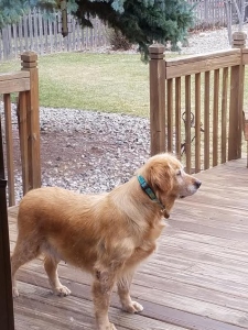 RosiePosie17041Ae2.jpg
